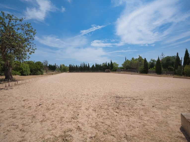 MALLORCA: Anwesen mit privater Reitanlage, 2 Häusern, 2 Pools nahe Palma!
