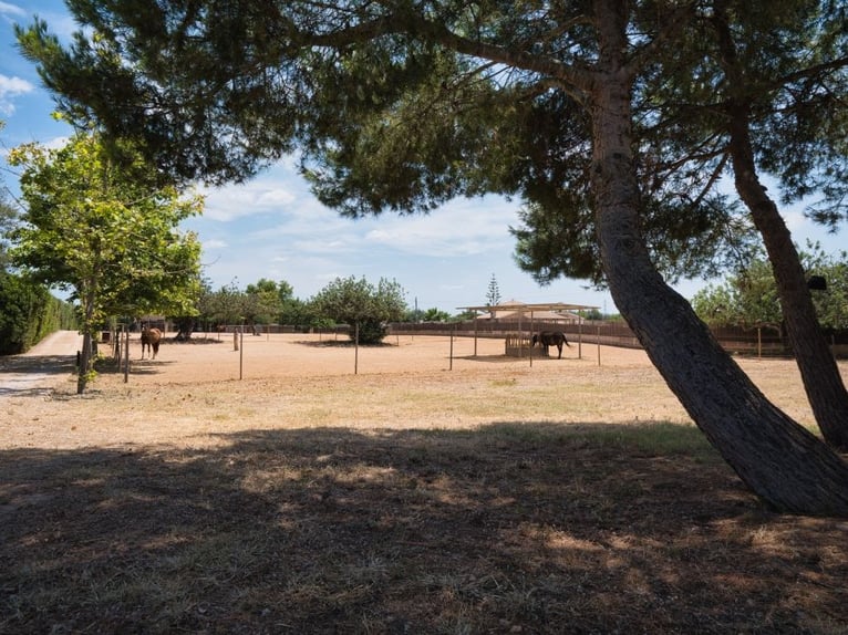 MALLORCA: Anwesen mit privater Reitanlage, 2 Häusern, 2 Pools nahe Palma!