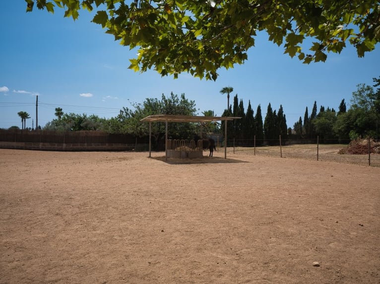 MALLORCA: Anwesen mit privater Reitanlage, 2 Häusern, 2 Pools nahe Palma!