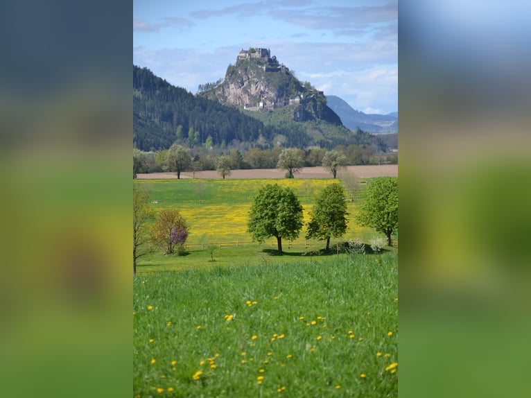 Meer dan alleen een onroerend goed - Exclusief landgoed met uniek potentieel - 12 hectare