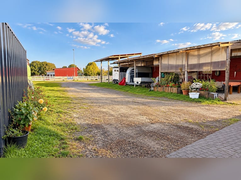 Modern paardenbedrijf op 3,4 ha – rijhal, 13 boxen, zoutkamer & 2 rijbanen