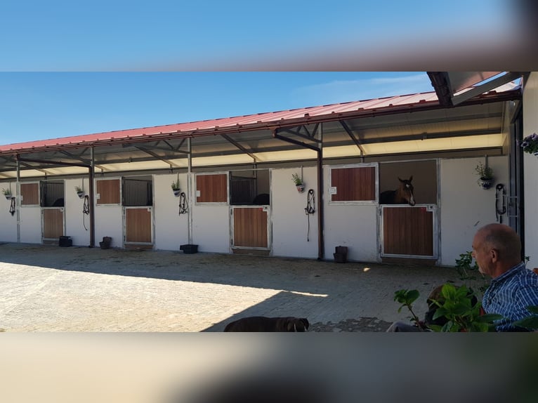 Moderne paardenaccommodatie op ongeveer 10 hectare tussen Sevilla, Huelva en de Atlantische kust
