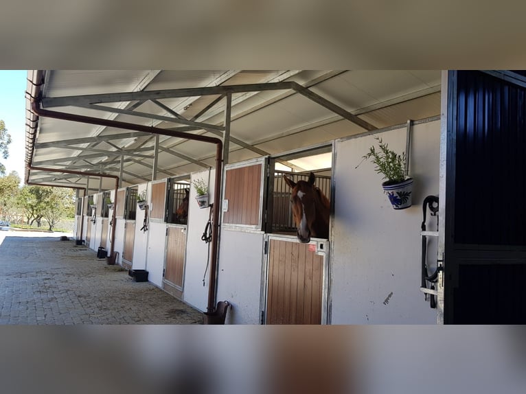 Moderne paardenaccommodatie op ongeveer 10 hectare tussen Sevilla, Huelva en de Atlantische kust