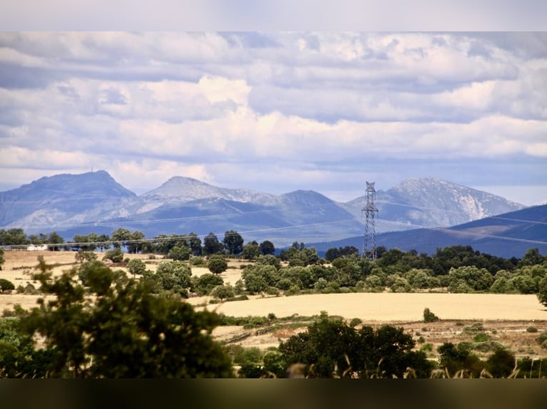 Mooi landgoed met cortijo in Salamanca – 200 hectare