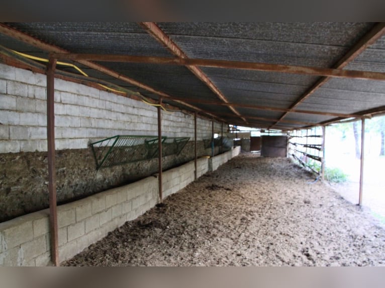 Mooi landgoed met cortijo in Salamanca – 200 hectare