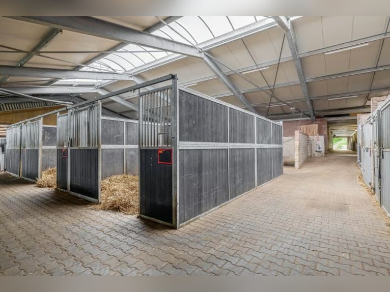 Ontdek een unieke kans in de wereld van de paardensport!