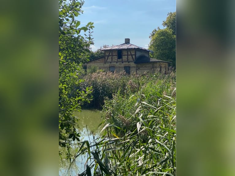 OPEN HOUSE am 28.9.: Gutshaus Scharpzow mit 2,2 ha und zusätzlichen Pachtflächen steht zum Verkauf