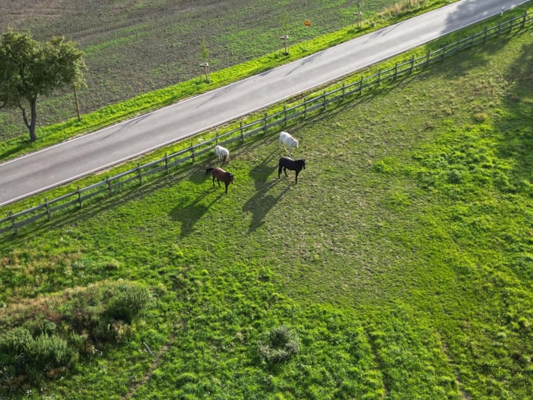 Open stalling // Paardenpension // Volpension