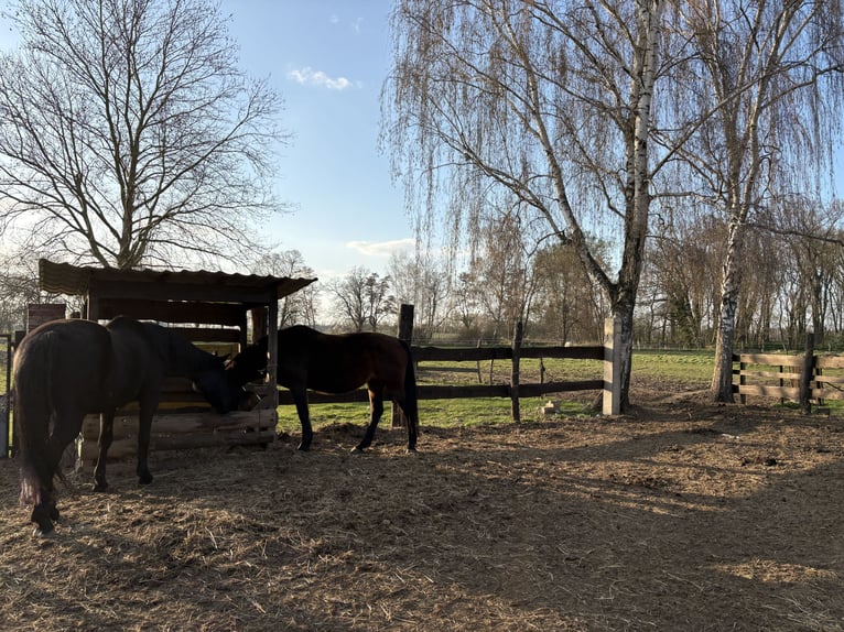 Open stalling // Paardenpension // Volpension