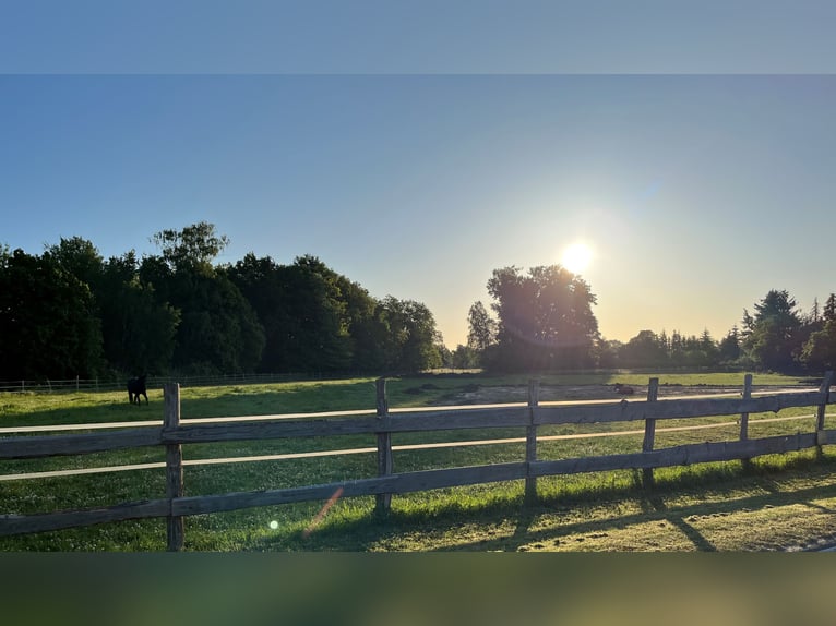 Open stalling // Paardenpension // Volpension