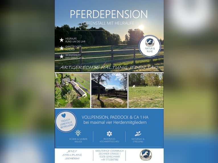 Open stalling // Paardenpension // Volpension