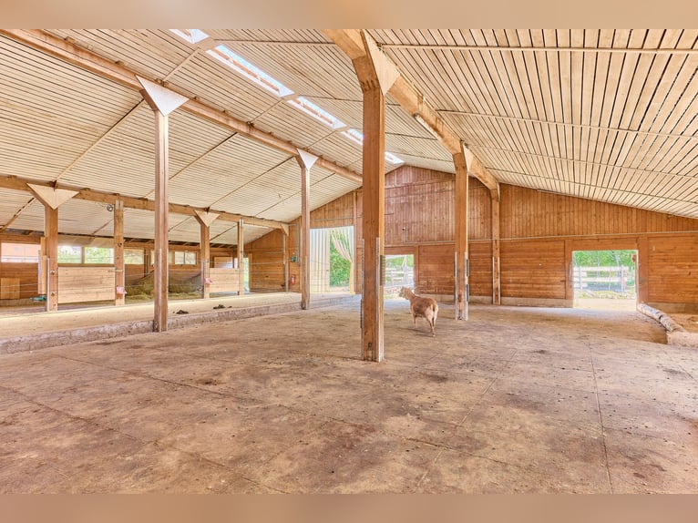 Paardenaccommodatie te koop in Hütschenhausen, Rijnland-Palts – stijlvol wonen inclusief!