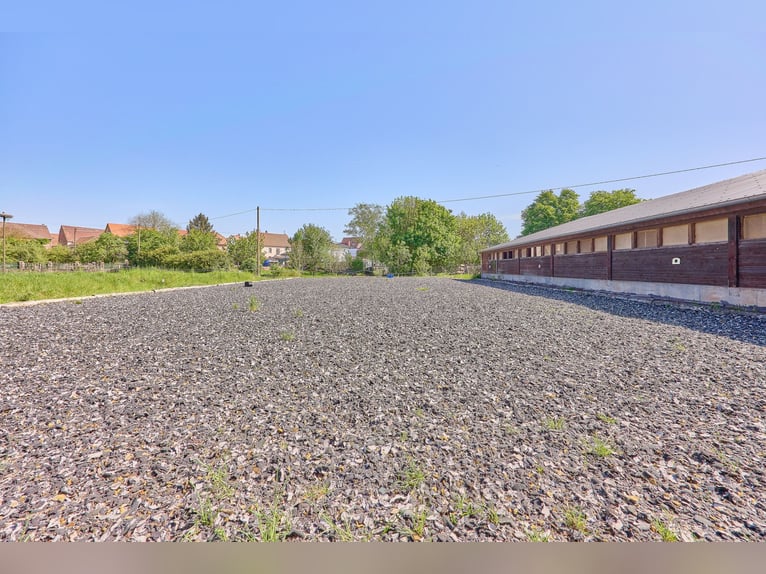 Paardenaccommodatie te koop in Hütschenhausen, Rijnland-Palts – stijlvol wonen inclusief!