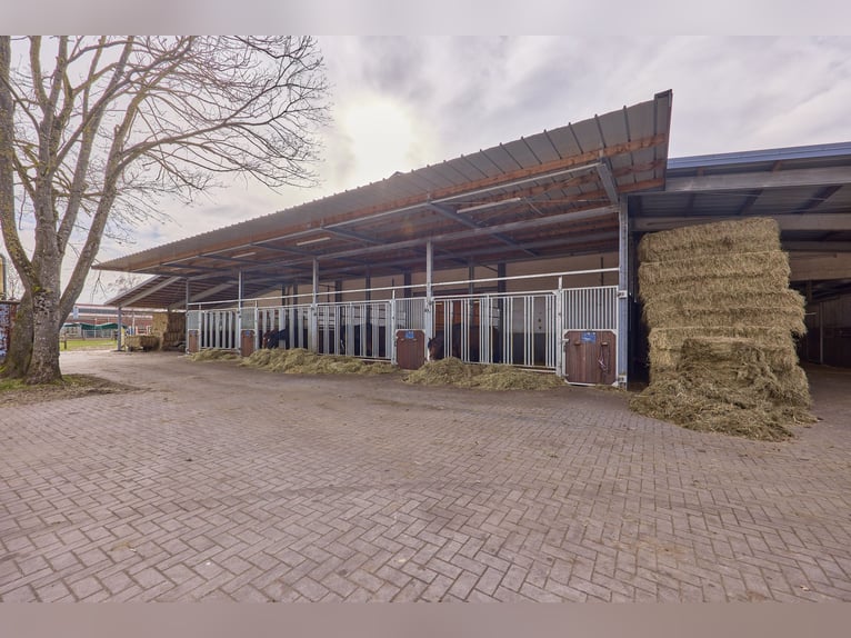 Paardenaccommodatie te koop in Nedersaksen op ongeveer 3 hectare grond – volledig gerenoveerd!