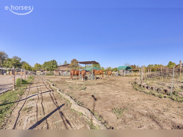 Paardenbedrijf te koop in de Landkreis Mainz-Bingen – op een aantrekkelijke locatie in Lörzweiler!