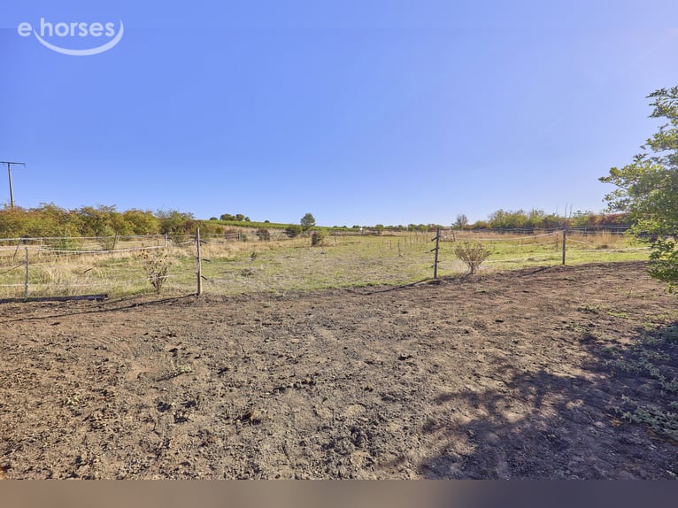 Paardenbedrijf te koop in de Landkreis Mainz-Bingen – op een aantrekkelijke locatie in Lörzweiler!