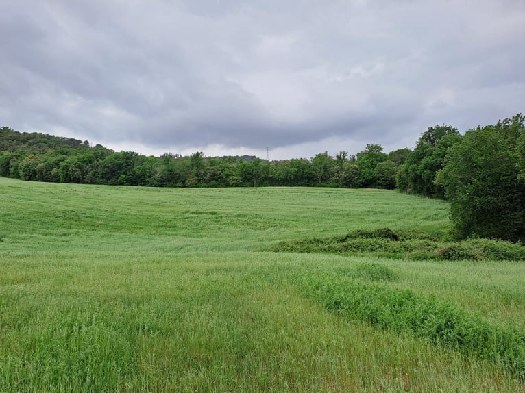 Paardenboerderij in Girona-Costa Brava, diverse mogelijkheden