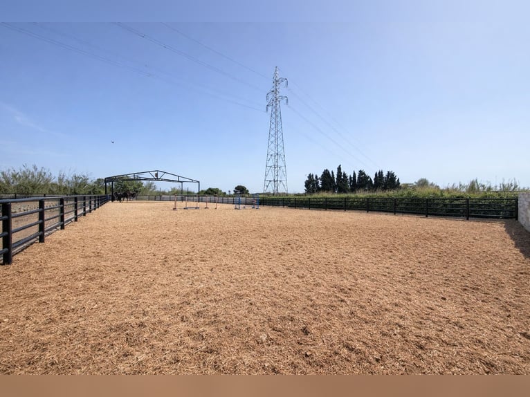 Paardenboerderij in La Marina, Alicante, nabij (meter)
