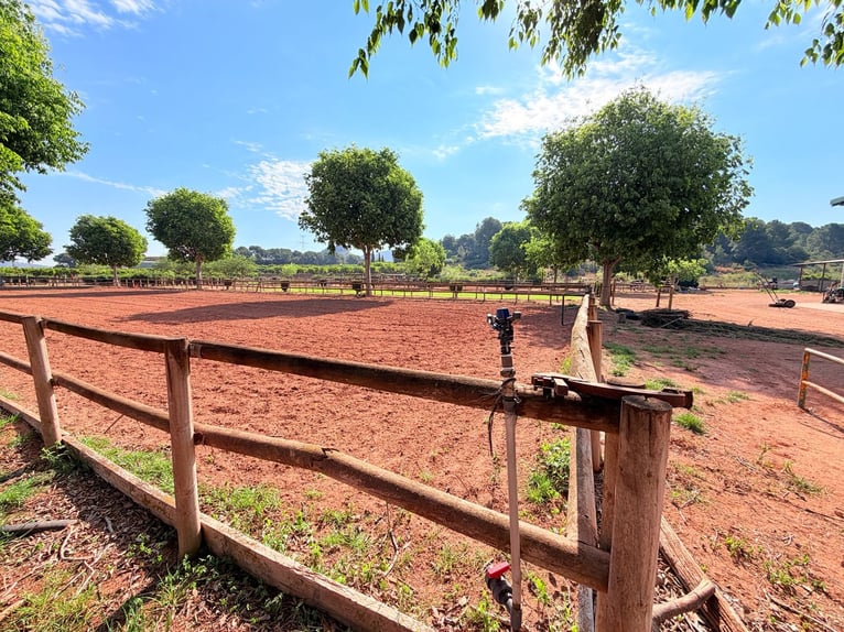 Paardenboerderij in Valencia
