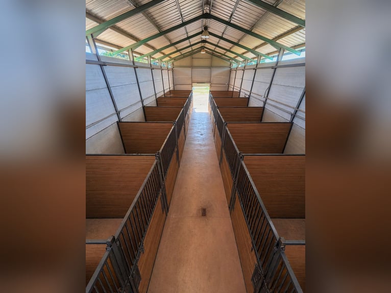 Paardenboerderij in Valencia