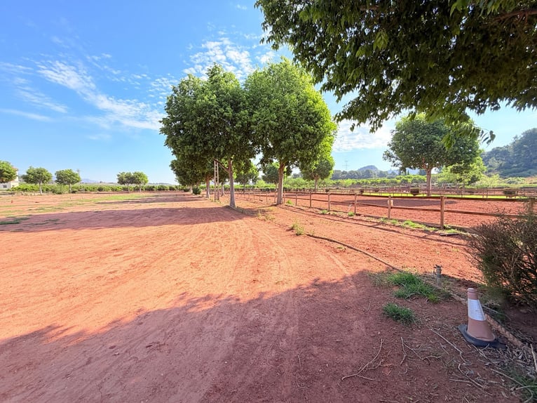 Paardenboerderij in Valencia