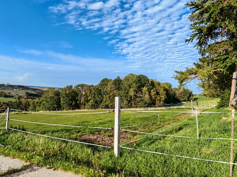 Paardenboerderij - Landbouwgebied ten oosten van München