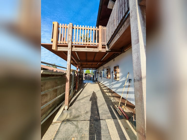 Paardenboerderij - Landbouwgebied ten oosten van München