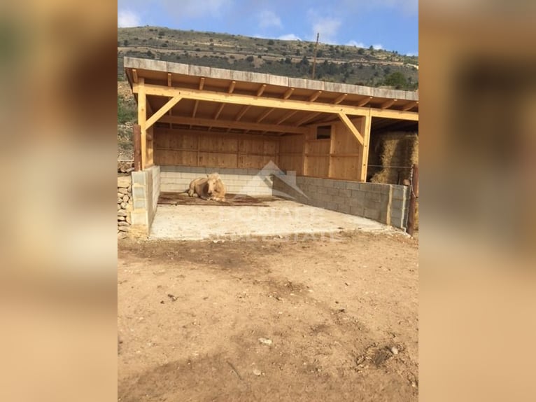 Paardenboerderij met stallen voor 12 paarden en rijbaan