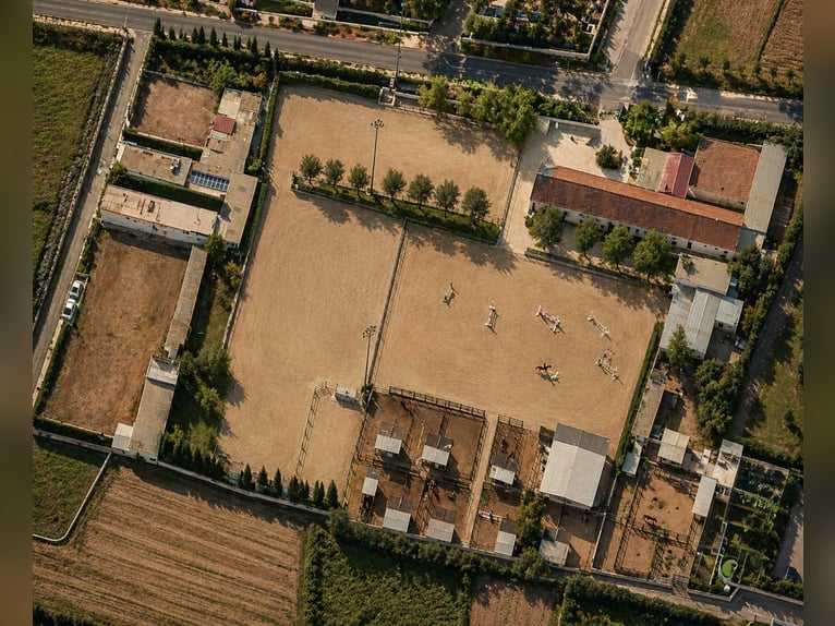 Paardeneigendom nabij de zee