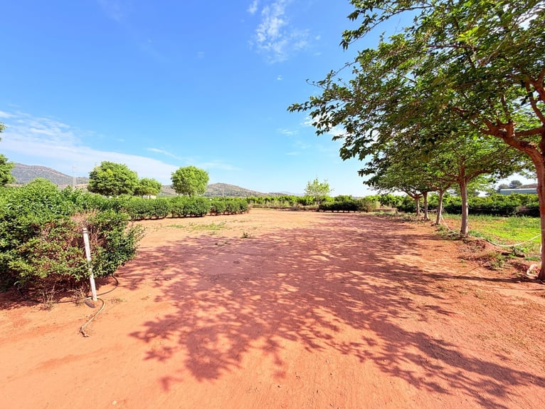 Paardenfinca in Castellón