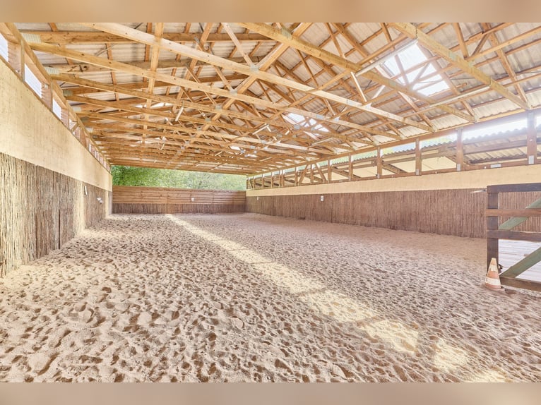 Paardenhouderij in Rijnland-Palts met 8 paardenstallen en een kleine binnenbak in Niederhambach!