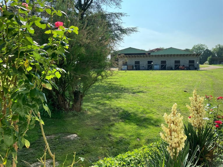 Paardenhouderij met veel potentieel