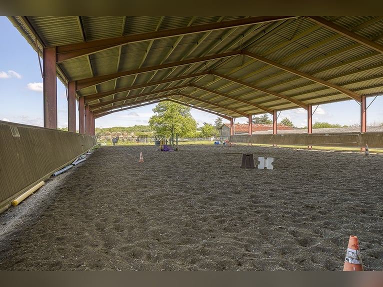 Paardenhouderij met vele mogelijkheden