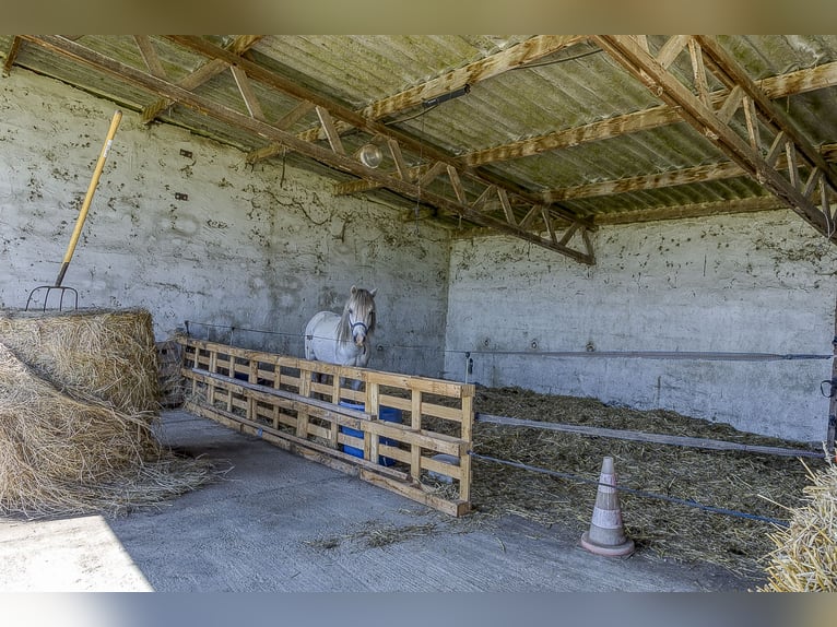 Paardenhouderij met vele mogelijkheden