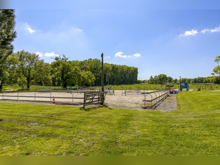 Paardenhouderij met vele mogelijkheden