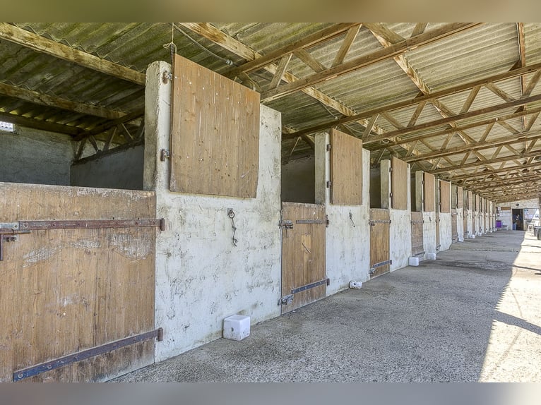 Paardenhouderij met vele mogelijkheden