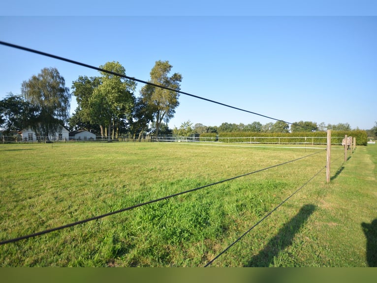 Paardenhouderij op 5,7 hectare! Prachtig landgoed met een rieten dakwoning, gastenverblijf en stalle