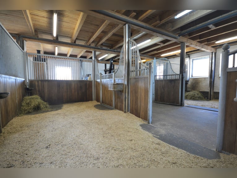 Paardenhouderij op 5,7 hectare! Prachtig landgoed met een rieten dakwoning, gastenverblijf en stalle