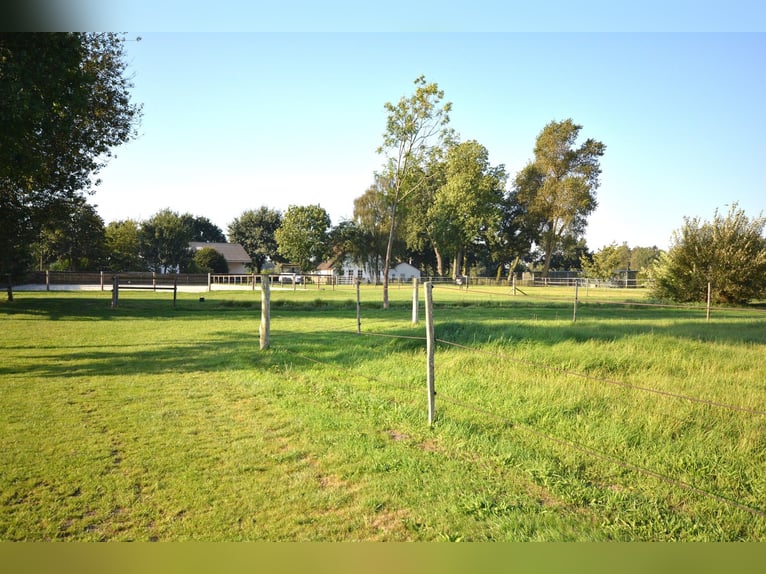 Paardenhouderij op 5,7 hectare! Prachtig landgoed met een rieten dakwoning, gastenverblijf en stalle