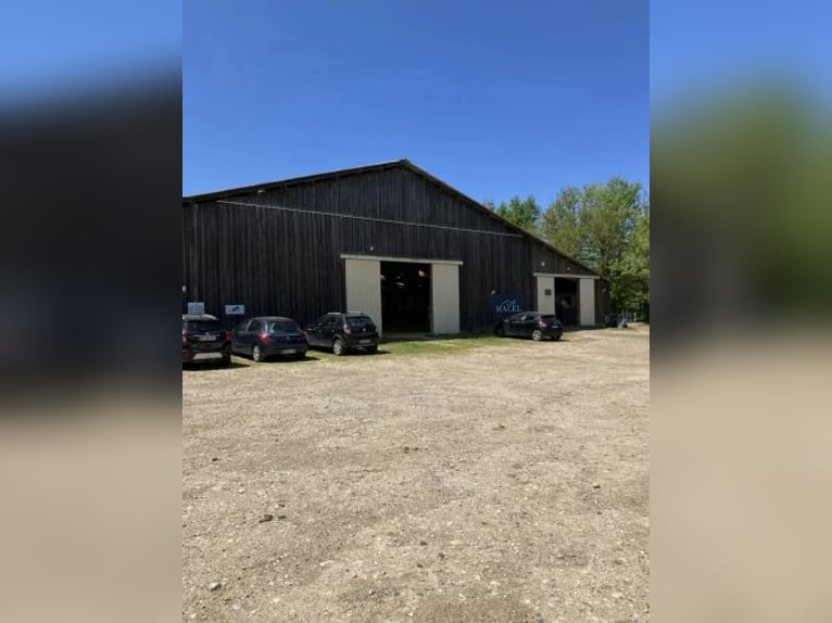 Paardenkweek- en handelsstal