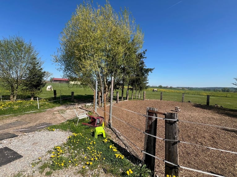 Paardenparadijs - romantische manege met binnenbak, 6 stallen en woonhuis