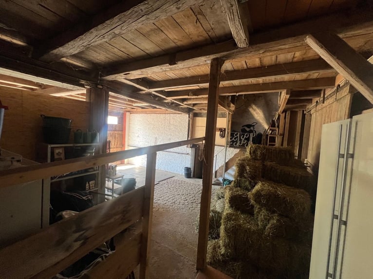 Paardenparadijs - romantische manege met binnenbak, 6 stallen en woonhuis