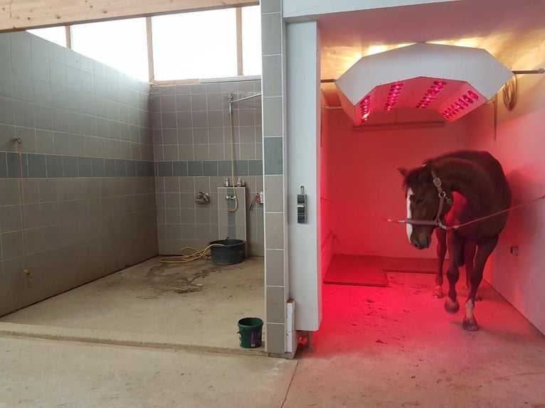 Paardenpension aan het meer