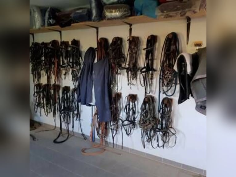 Paardenpension aan het meer