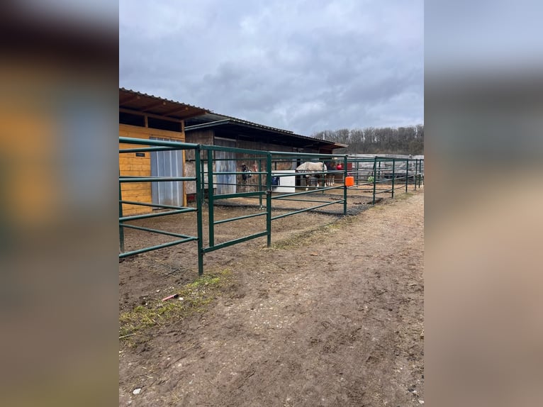 Paardenpension met groot woonhuis en ontwikkelingspotentieel