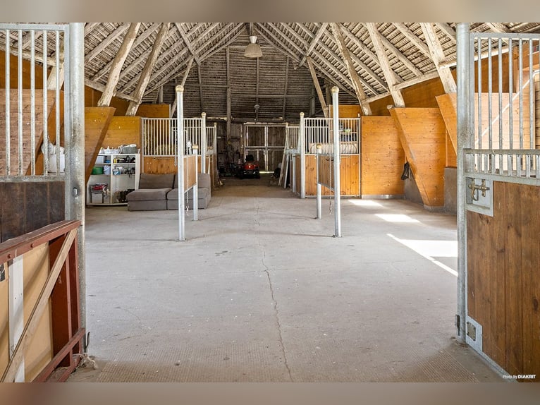 Paardenpension met oneindige mogelijkheden!