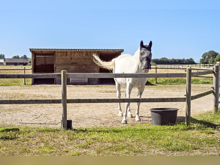 Paardenpension met oneindige mogelijkheden!