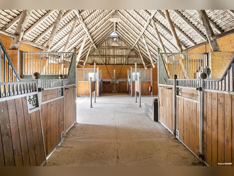 Paardenpension met oneindige mogelijkheden!