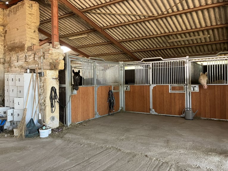 Paardenpension met woonst
