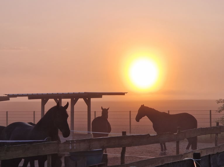 Paardenpension, pensionstall, therapiepaardenstal, fokkerijbedrijf